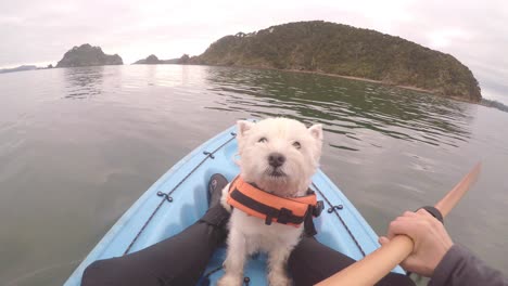 face of west highland white terrier westie dog kayaking in paihia, bay of islands, new zealand, nz