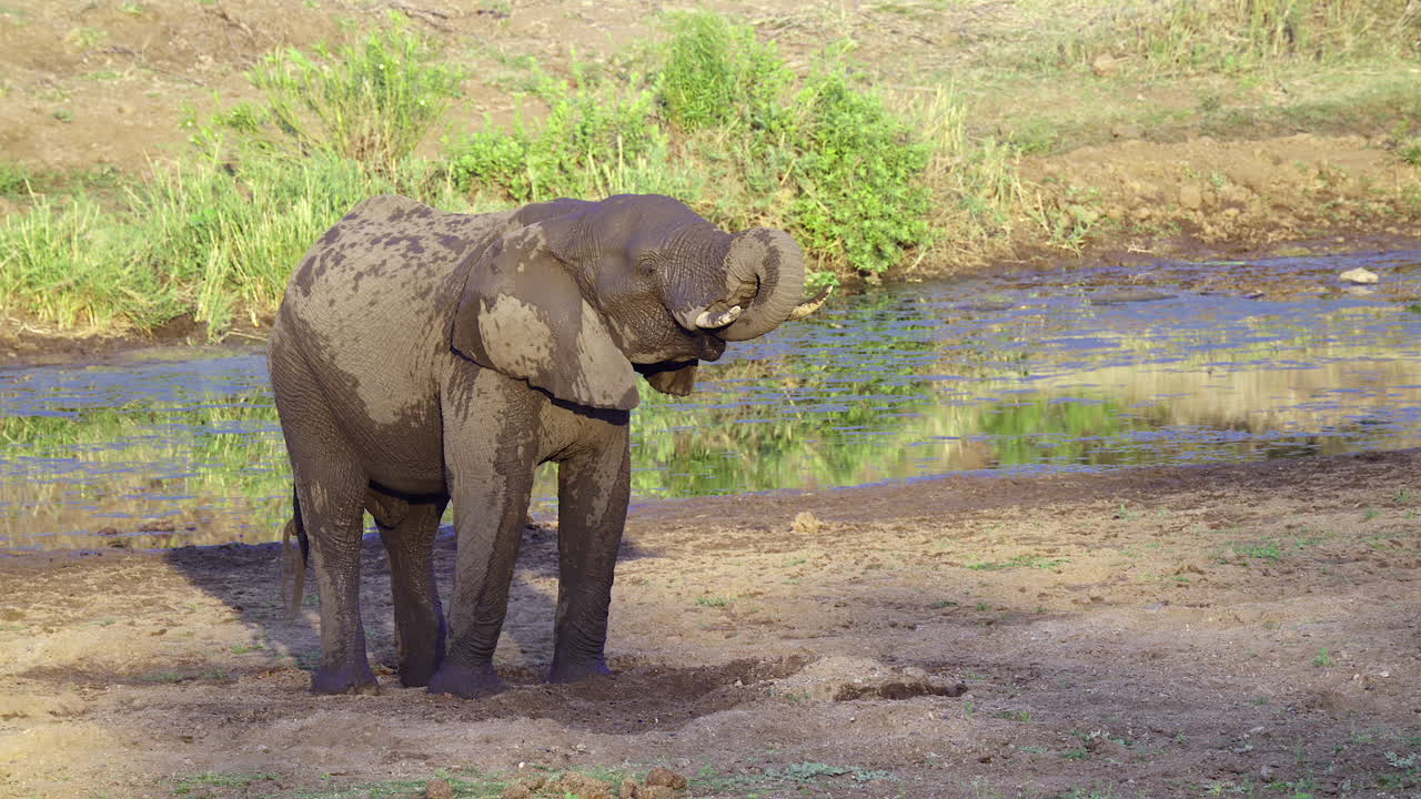elefante africano bebiendo agua de un agujero excavado en un lecho de río seco