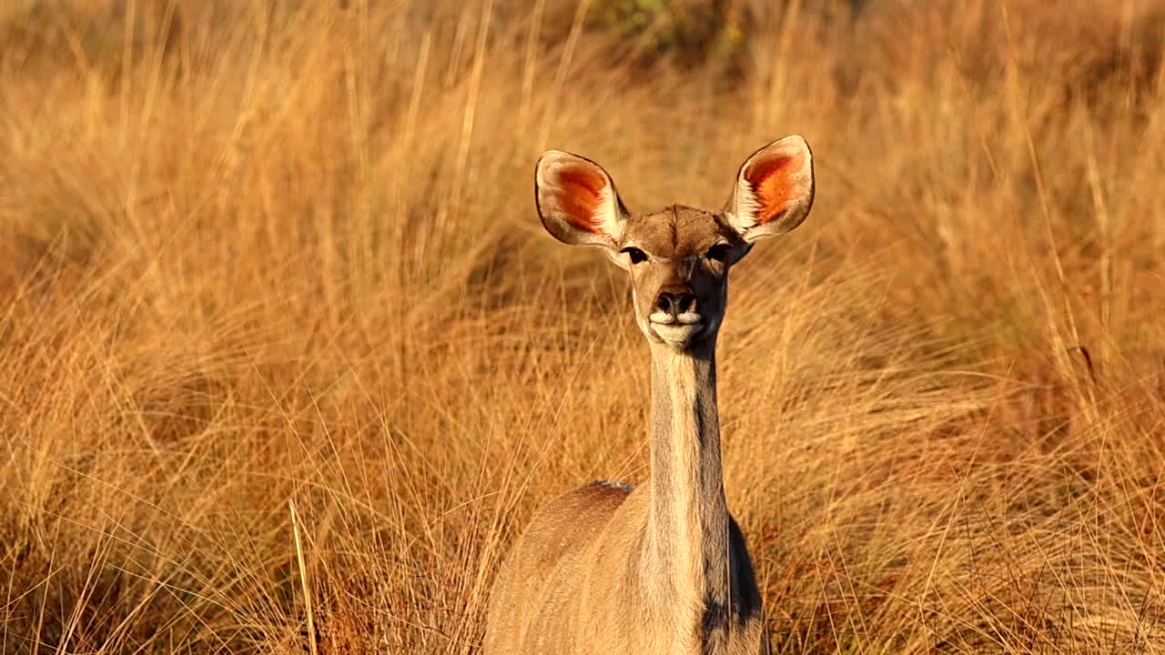 alerta vaca kudu real de pie en la hierba seca alta al atardecer, retrato de telefoto