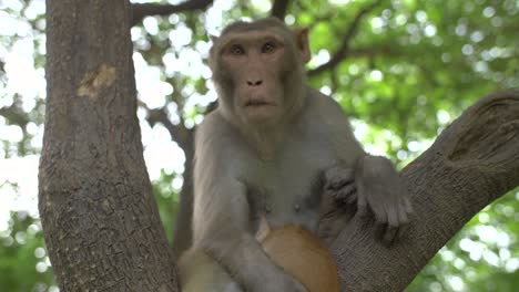 monkey holding cat in a tree