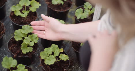 agricuture female gardener working with flowers seedlings in greenhouse 4