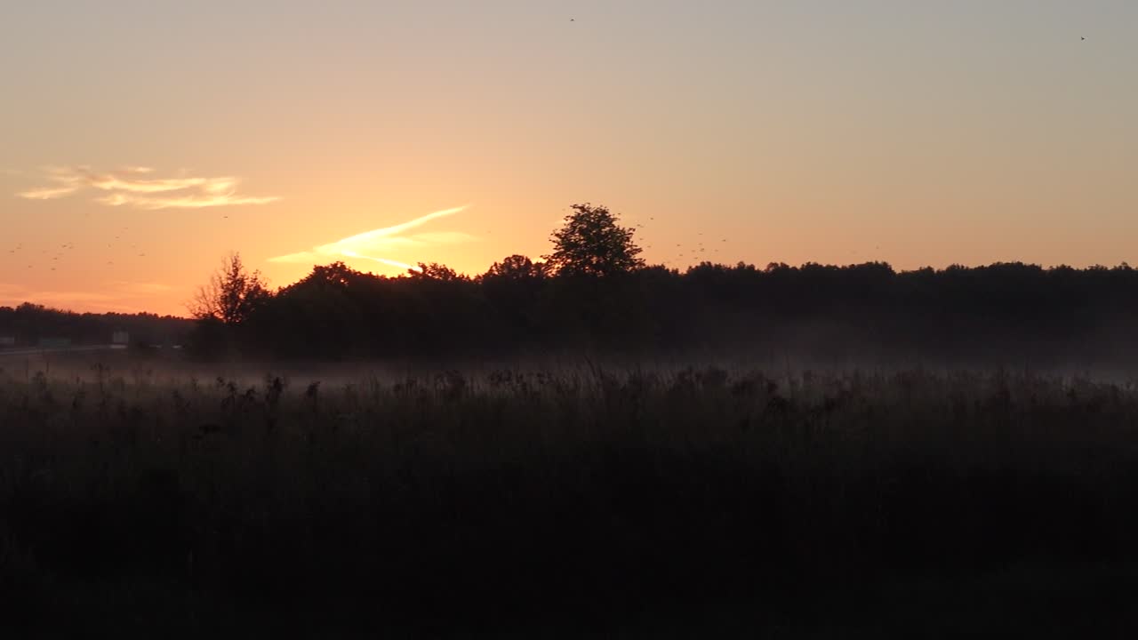 toma panorámica de un bosque verde neblinoso con una densa vegetación durante un amanecer otoñal con un cielo colorido