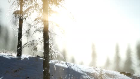 Herrliche-Weihnachtsszene-Im-Bergwald.-Bunter-Wintersonnenaufgang