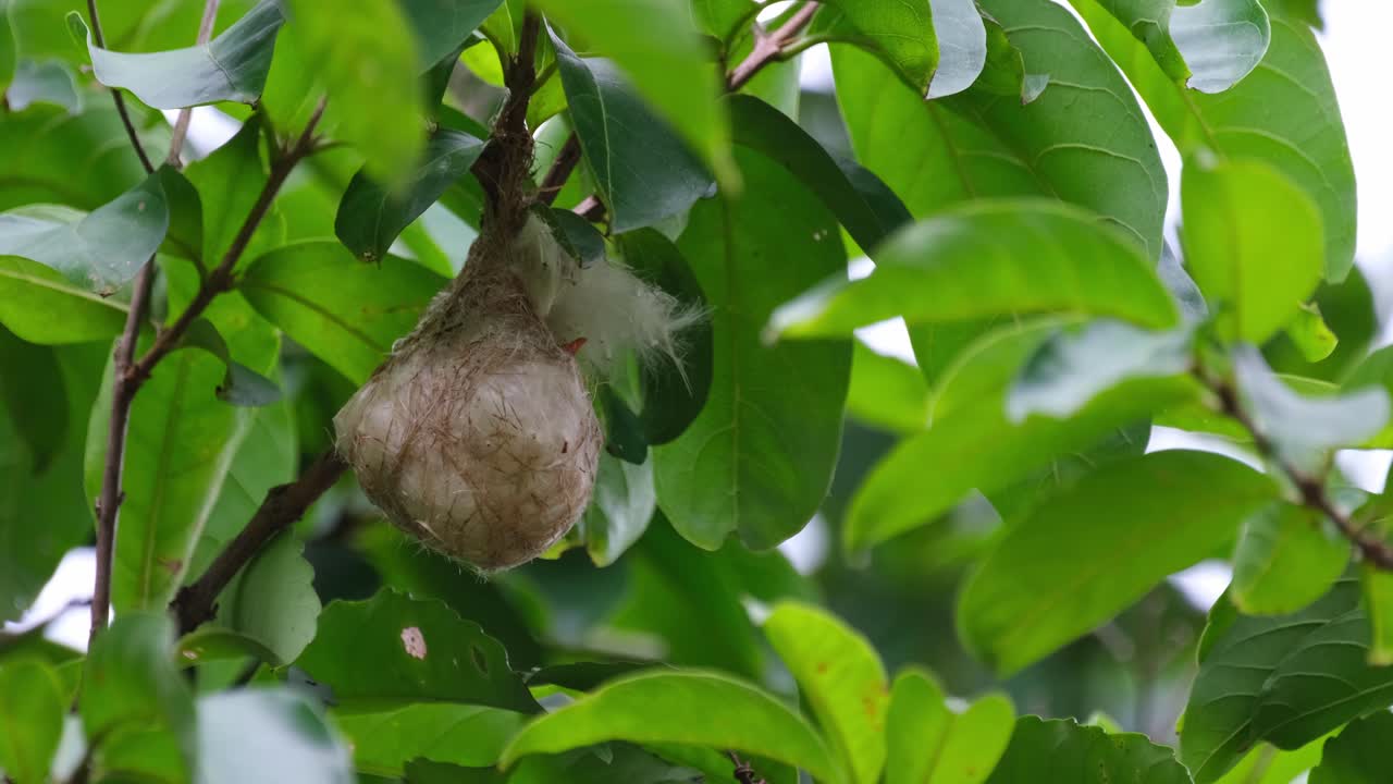 un nido ampliado con el pájaro bebé dentro mientras su pico muestra un pequeño pico de flores de espalda escarlata dicaeum cruentatum, tailandia