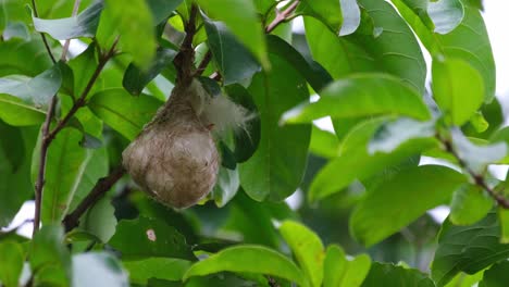 a nest zoomed out with the baby bird inside while its beak showing a little, scarlet-backed flowerpecker dicaeum cruentatum, thailand