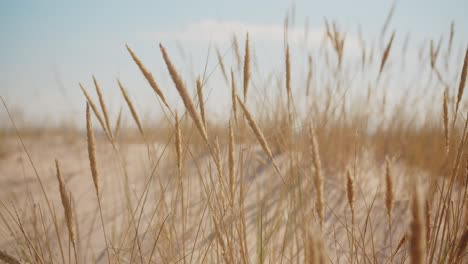 Goldenes-Schilf-Wächst-An-Einem-Sandstrand