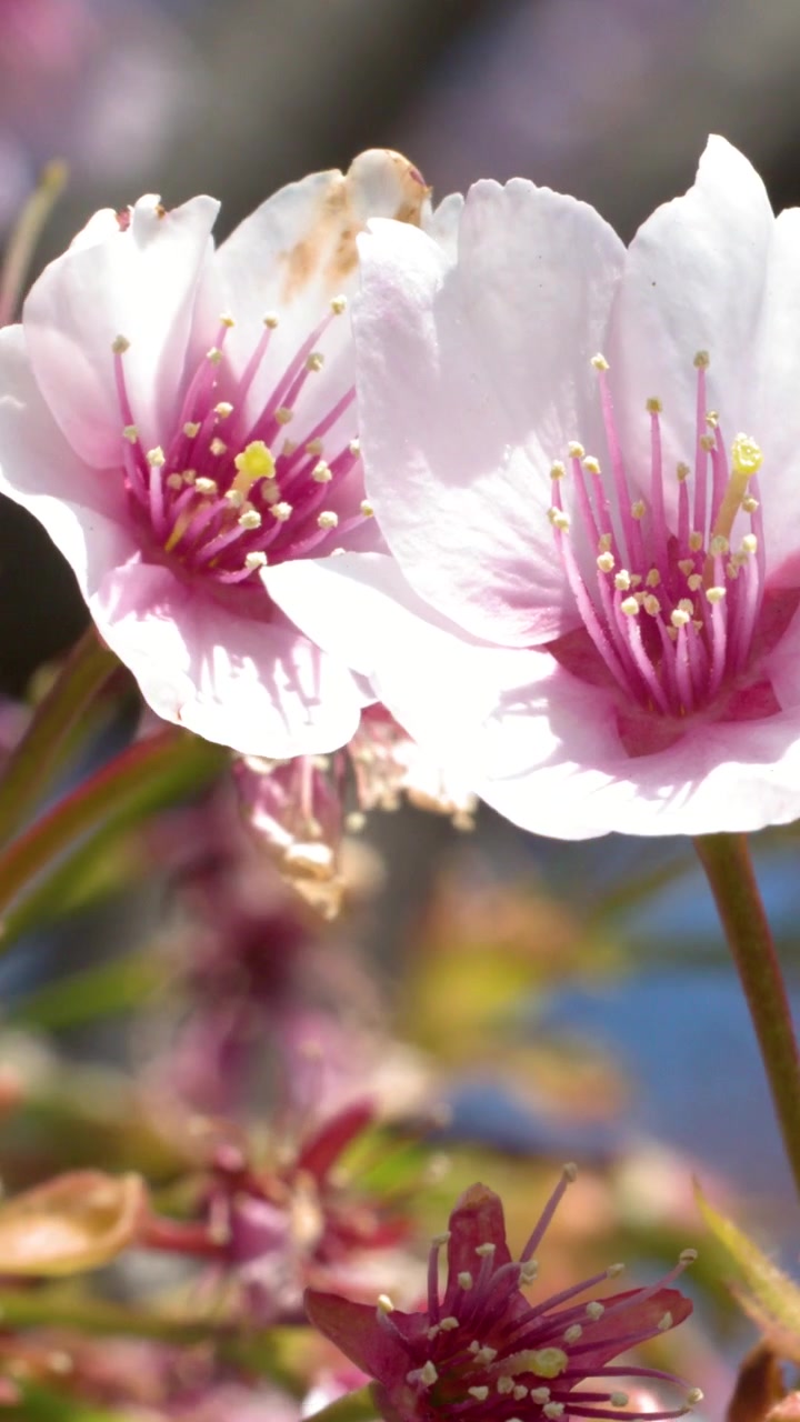 Foto makro bunga sakura yang mekar di dahan di bawah sinar matahari terang di Tokyo, Jepang