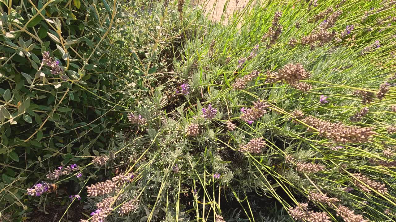 el abejorro navegando a través de las plantas de lavanda en saint emilion
