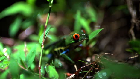 red-eyed-tree-frog-close-up-in-jungle-of-Central-America,-Agalychnis-callidryas-slow-motion-detailed-close-up