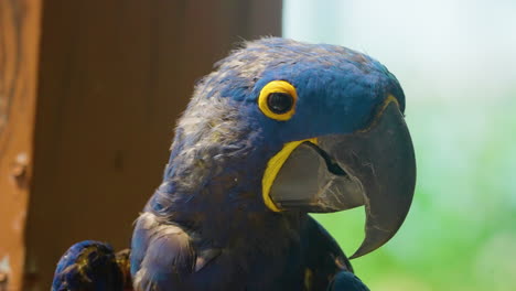 close-up portrait of a beautiful hyacinth macaw blinking and turning its head