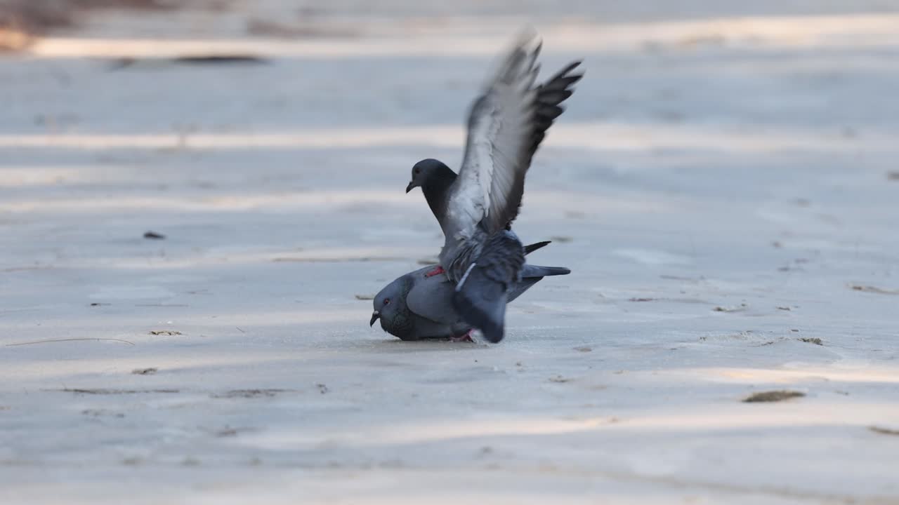 последовательность голубей на показе спаривания