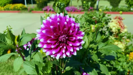 Primer-Plano-De-Flores-De-Dalia-Rosa-En-El-Jardín