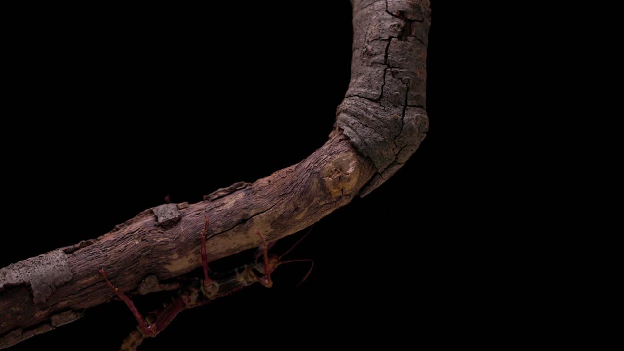 A shot of a large spiny stick insect (Eurycantha calcarata) climbing across a tree branch on a black background. +