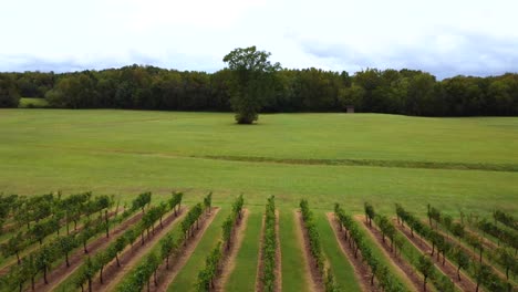 Hochgeschwindigkeits-Ariel-Überführung-Des-Weinbergs-Mit-Großem-Baum-Im-Hintergrund-In-Clemmons-NC