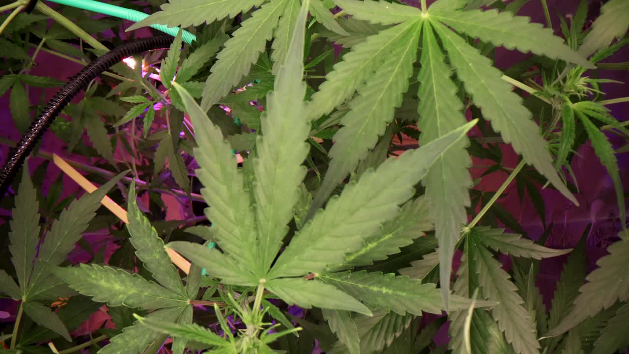 植物育成ライトで照らされた実験室で大麻草が育っている。
