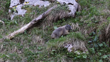 la marmota camina subiendo una colina y come hierba.