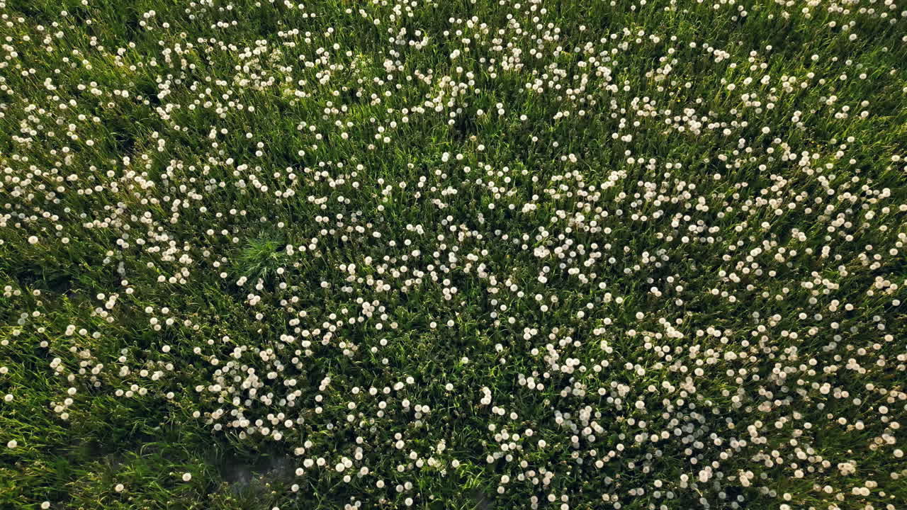 верхний вниз воздушный абстрактный естественный цветок луг летнее поле, восходящее