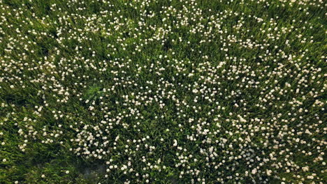 Top-down-aerial-of-abstract-natural-flower-meadow-summery-field,-ascending