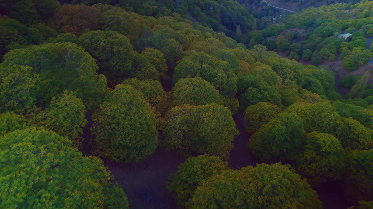 숲 위로 뒤로 날아가서 산을 드러내기 위해 수평선으로 기울어지는 조감도