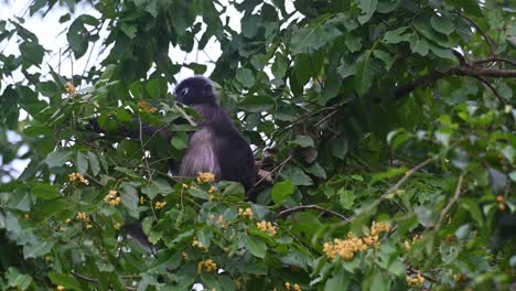 Seen-foraging-pulling-flowers-to-eat,-Spectacled-Langur-Trachypithecus-obscurus,-Kaeng-Krachan-National-Park,-Thailand