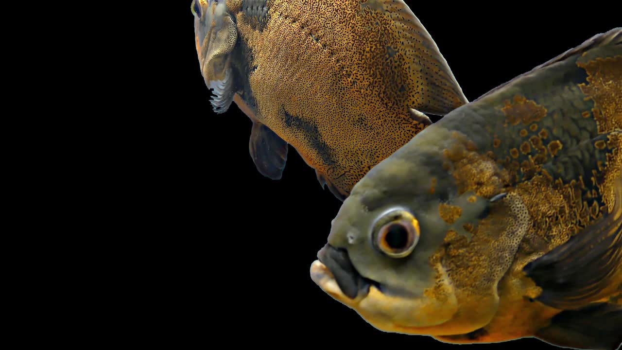 pez tropical del amazón - tigre oscar, fondo negro, llave de croma