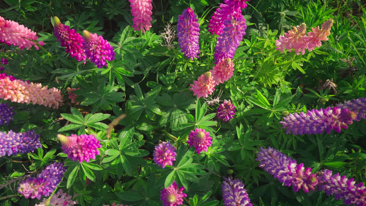 뉴질랜드의 분홍색과 보라색 루핀 꽃 무리 위에 침입 식물