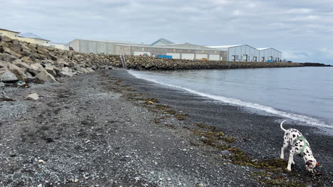 Dalmatian-dog-plays-with-the-rocks-on-pebble-beach-in-Akranes,-Iceland