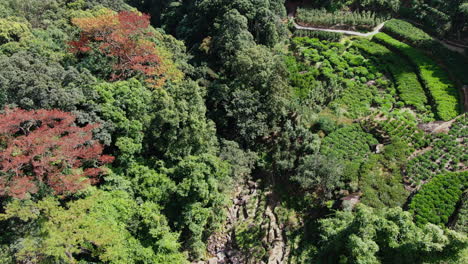 aerial view of tea plantation and forest