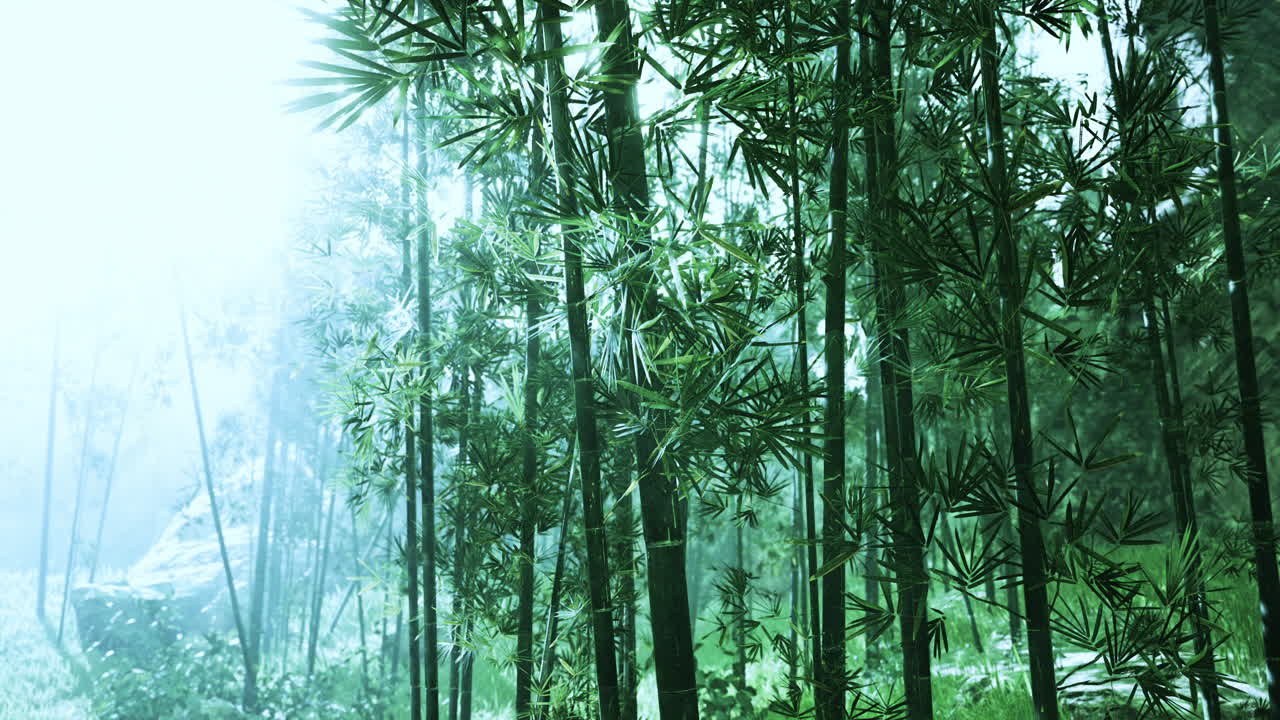 대나무 숲 의 아침 분위기