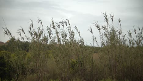 plantas balanceándose en el viento escena tranquila del campo