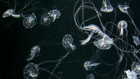 medusas - chrysaora quinquecirrha - pequeñas medusas blancas con largos tentáculos en el agua