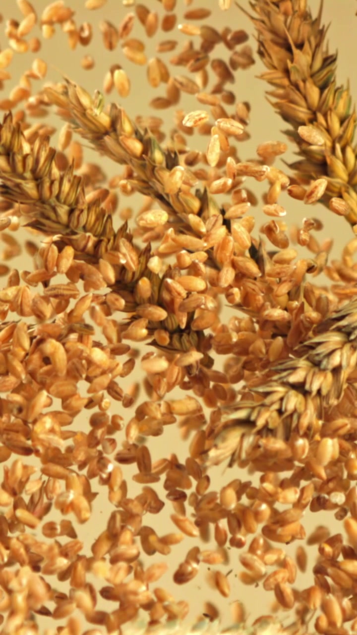 Chicchi di grano dorati e spighe che cadono al rallentatore