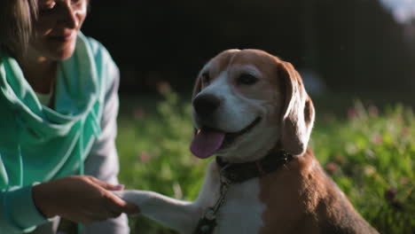 bulldog seated with owner shaking paw during cheerful bonding moment in sunny outdoor park surrounded by green grass and blooming flowers under warm daylight creating heartwarming connection