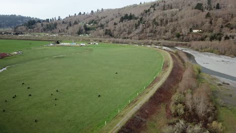 Aerial-of-cows-on-a-Dairy-Farm