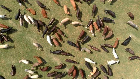 drone: ganado caminando en los campos