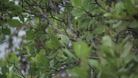 Close-up-of-Parrot-eating-ripe-cashew-fruit-from-tree