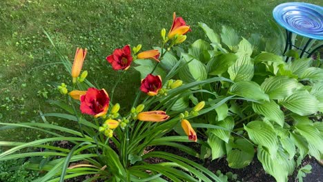 Lebendige-Blumen-Aus-Dem-Garten,-Aufgenommen-Im-Morgenlicht