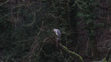 Ein-Graureiher,-Ardea-Cinerea,-Thront-Auf-Einem-Ast-Am-Rande-Eines-Kleinen-Sees