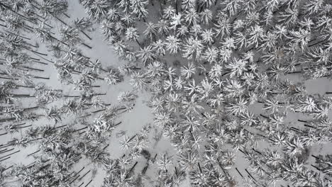 winter trees covered with snow from drone