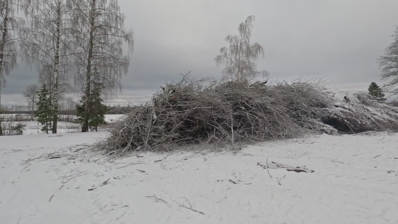 reserva de palos de árboles y cepillo del bosque en un día de invierno con nieve