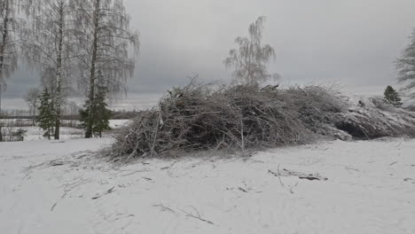 Reserva-De-Palos-De-árboles-Y-Cepillo-Del-Bosque-En-Un-Día-De-Invierno-Con-Nieve