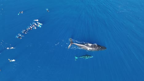 snorkelers swimming with the female humpback whale and calf in moorea island, french polynesia