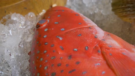 pez mero en el hielo en el mercado de mariscos de la calle de tailandia para la venta documental