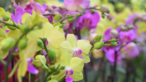 purple and yellow orchids	are seen for sale at a flower market shop during the lunar chinese new year festivities