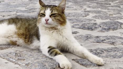 cat lying down in the street in hydra island, greece