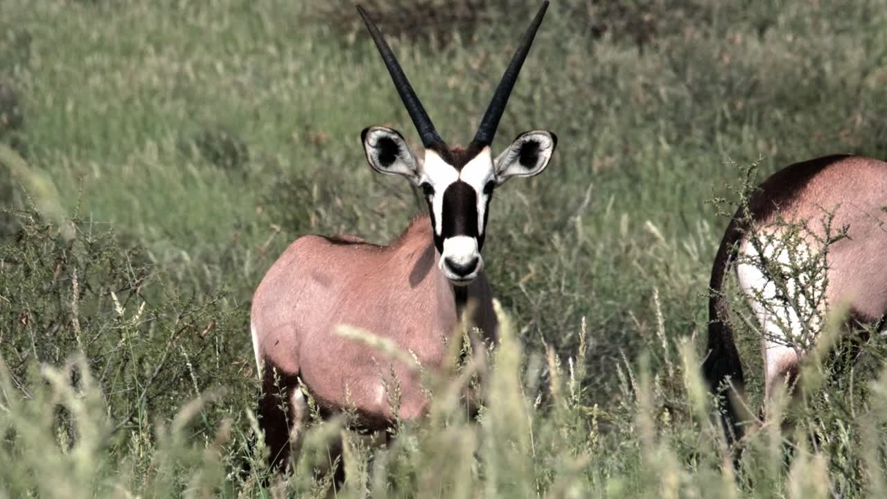 A young Gemsbok or Oryx antelope looks directly at the camera through long, green grass in the Kalahari National Park of South Africa