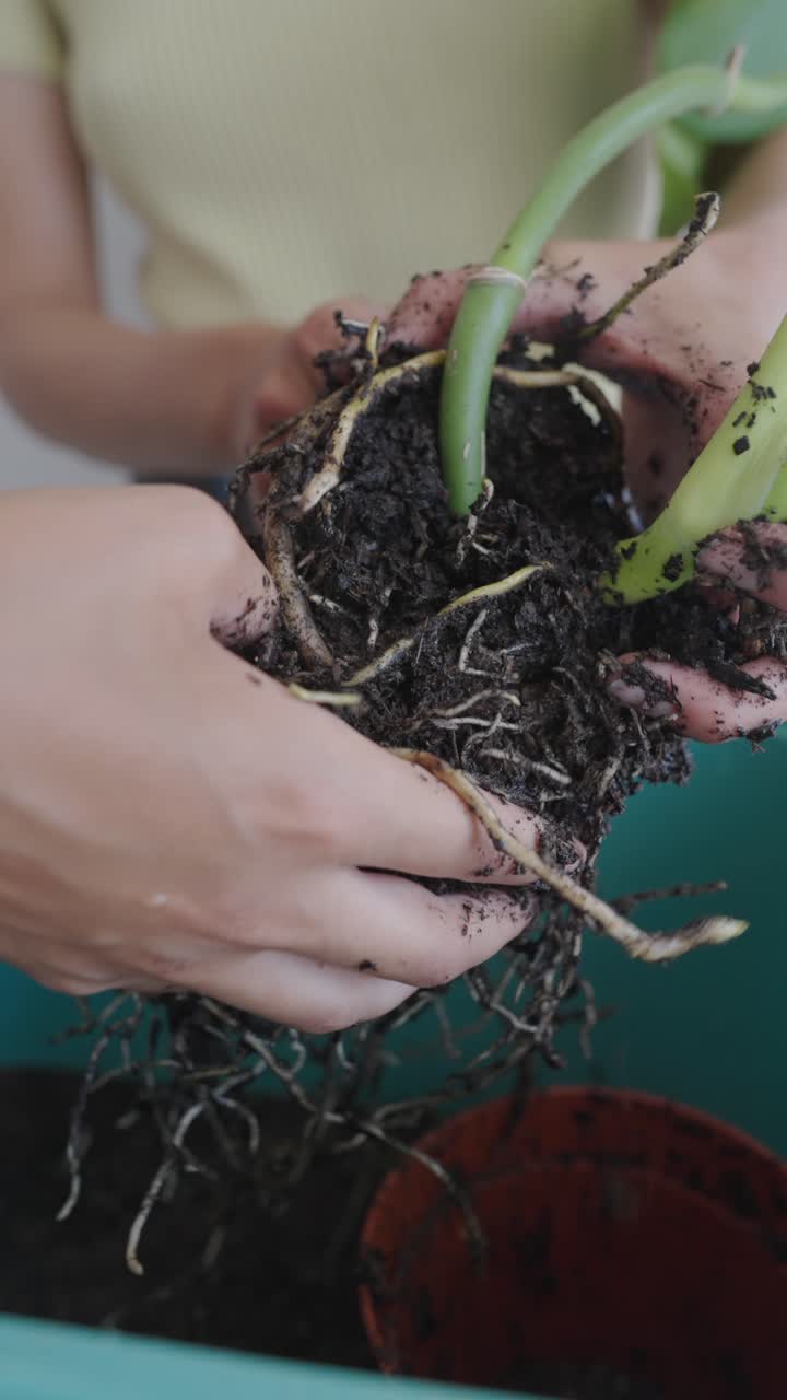 Repotting a Houseplant