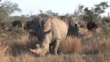 rhino and african buffalo graze together in grassland of africa, static