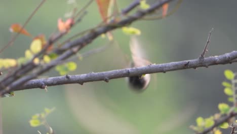 tricoloured munia in pond .