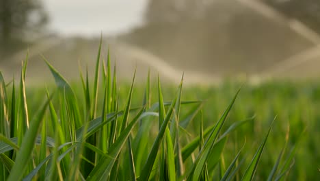 Lawn-irrigation-system-near-green-plants-in-park